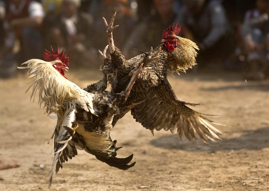 Cockfight Betting